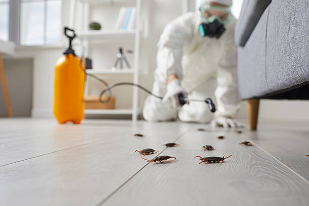 Commercial Kitchen Cockroach Control in Desert View Highlands